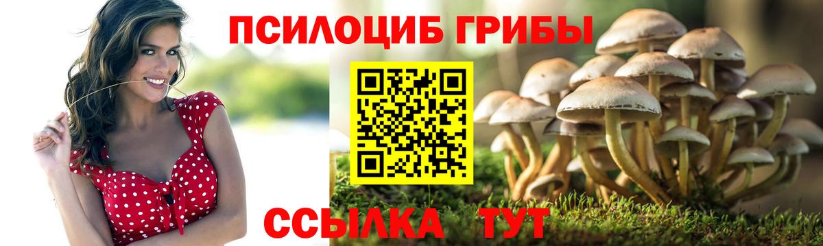 Псилоцибиновые грибы Psilocybe Балашов